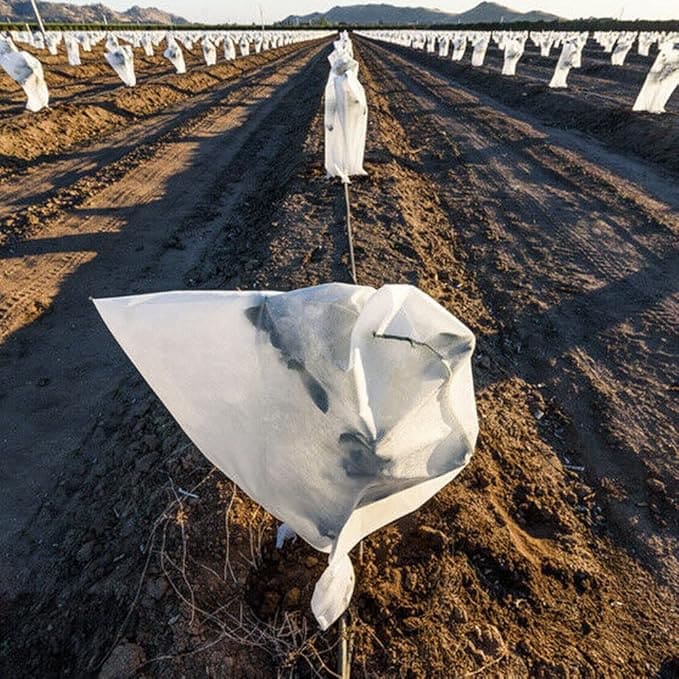 غطاء الأشجار الأبيض 