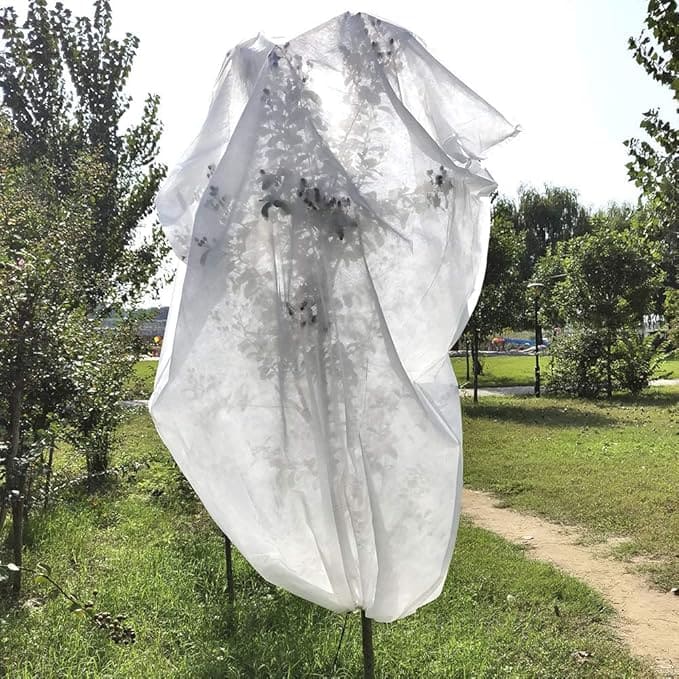 غطاء الأشجار الأبيض 