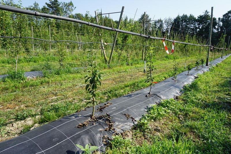 Cover sol -Anti mauvaise herbe-🇪🇸 مضاد الحشائش الضارة مناسب للأشجار  image