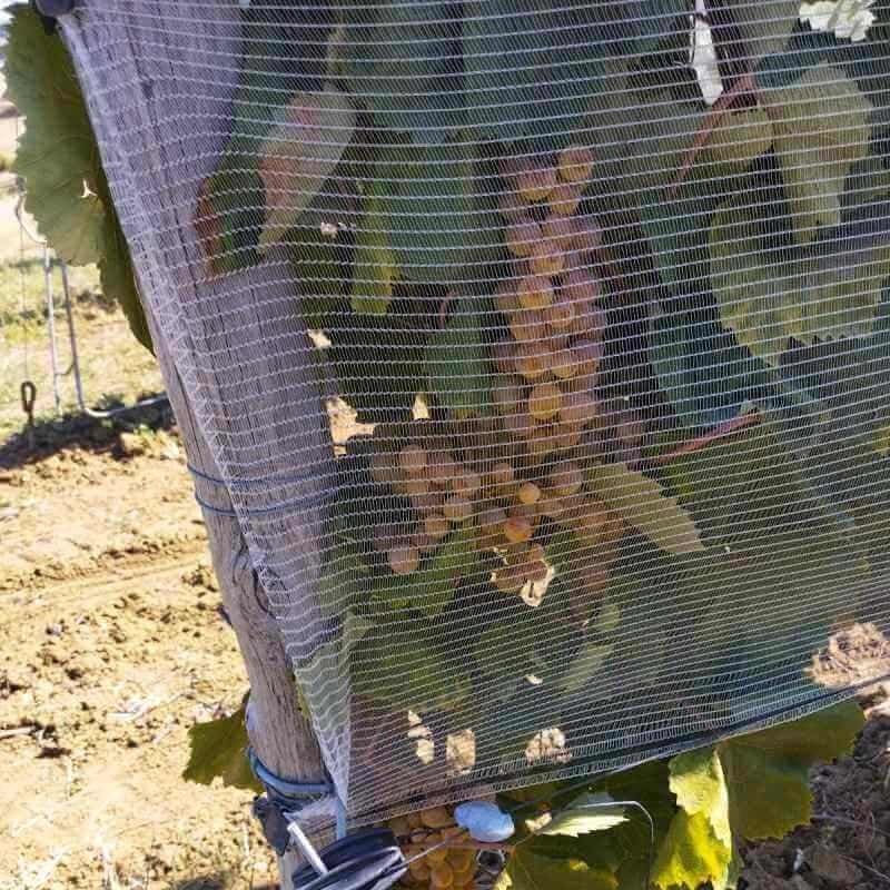  Filet anti grêle anti oiseaux ضد الطيور وحبات البرد 