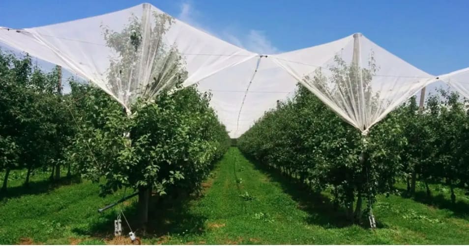  Filet anti grêle anti oiseaux ضد الطيور وحبات البرد 