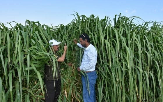 بذور البونيكام الإفريقي -تنزانيا-