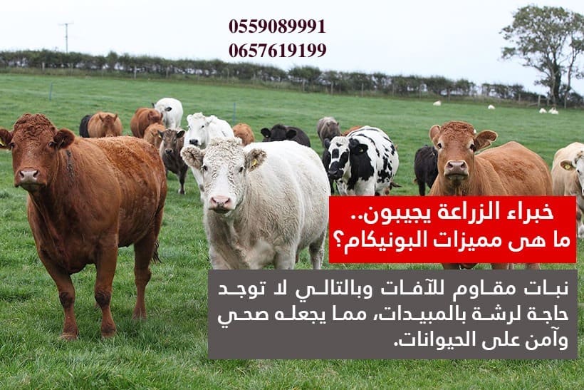 بذور البونيكام الإفريقي -تنزانيا-