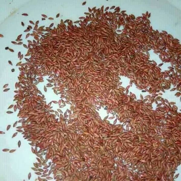 بذور البونيكام الإفريقي -تنزانيا-