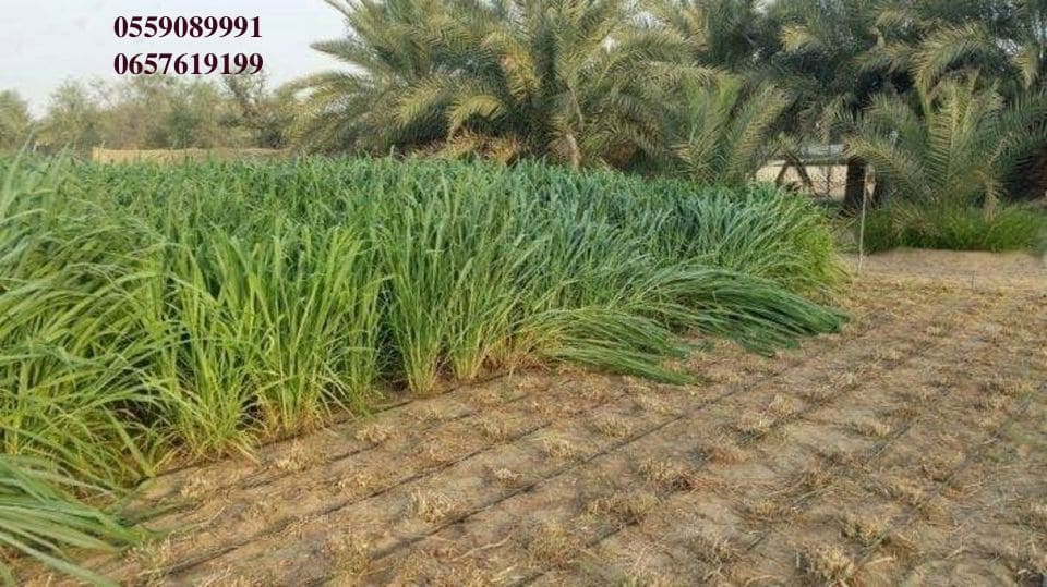 بذور البونيكام الإفريقي -تنزانيا-