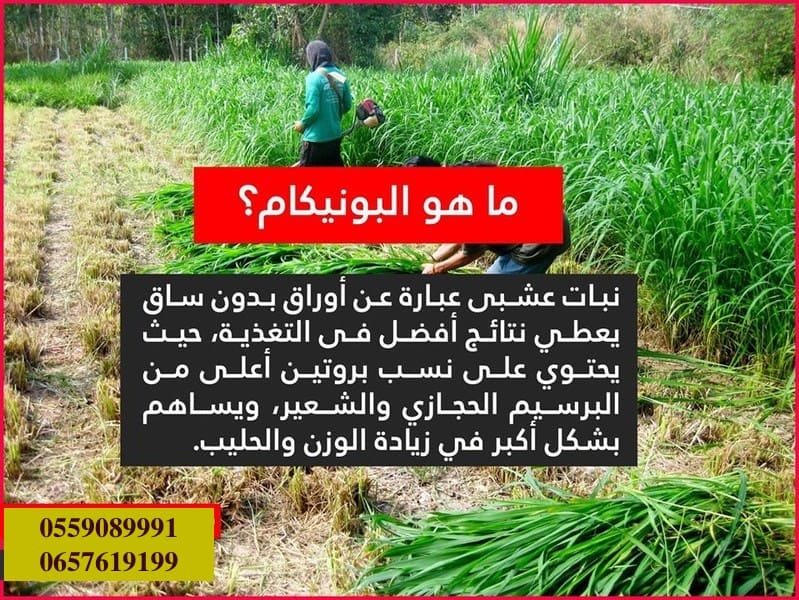 بذور البونيكام الإفريقي -تنزانيا-