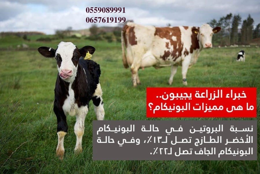 بذور البونيكام الإفريقي -تنزانيا-