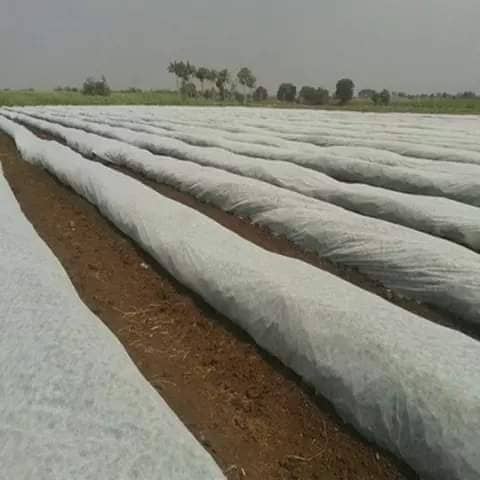 الشاش الزراعي غطاء النباتات الأبيض.