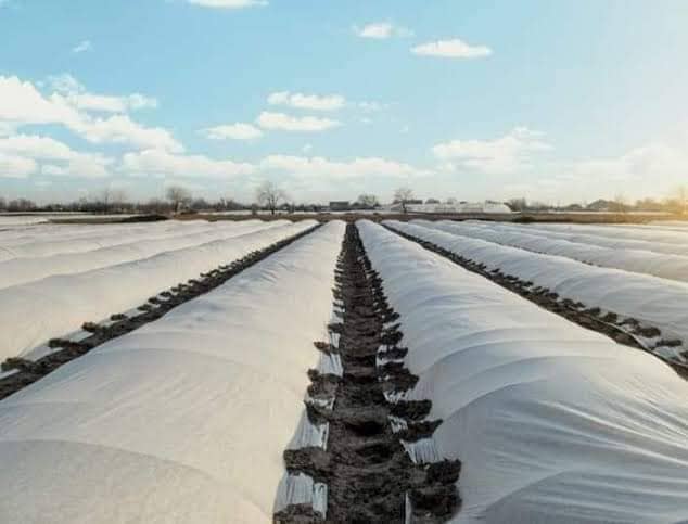 الشاش الزراعي غطاء النباتات الأبيض.