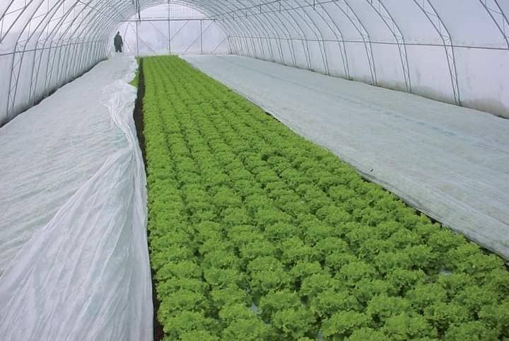 الشاش الزراعي غطاء النباتات الأبيض.