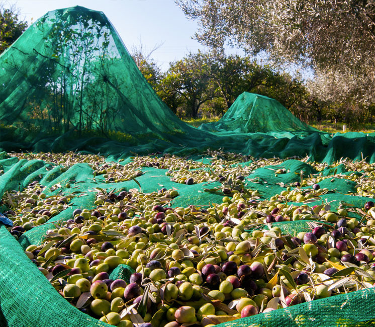  شباك جني الزيتون الإسبانية    