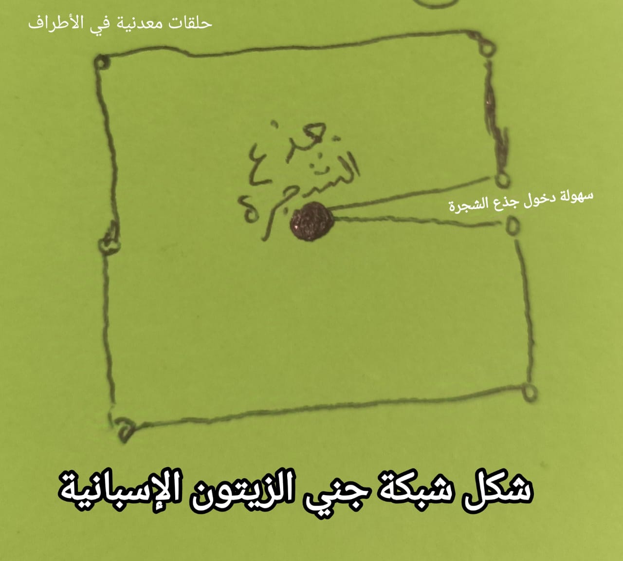  شباك جني الزيتون الإسبانية    