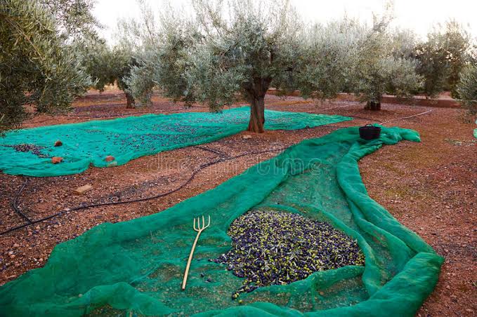  شباك جني الزيتون الإسبانية    