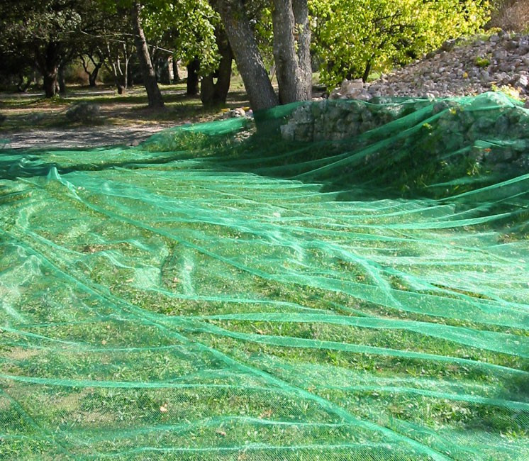  شباك جني الزيتون الإسبانية    