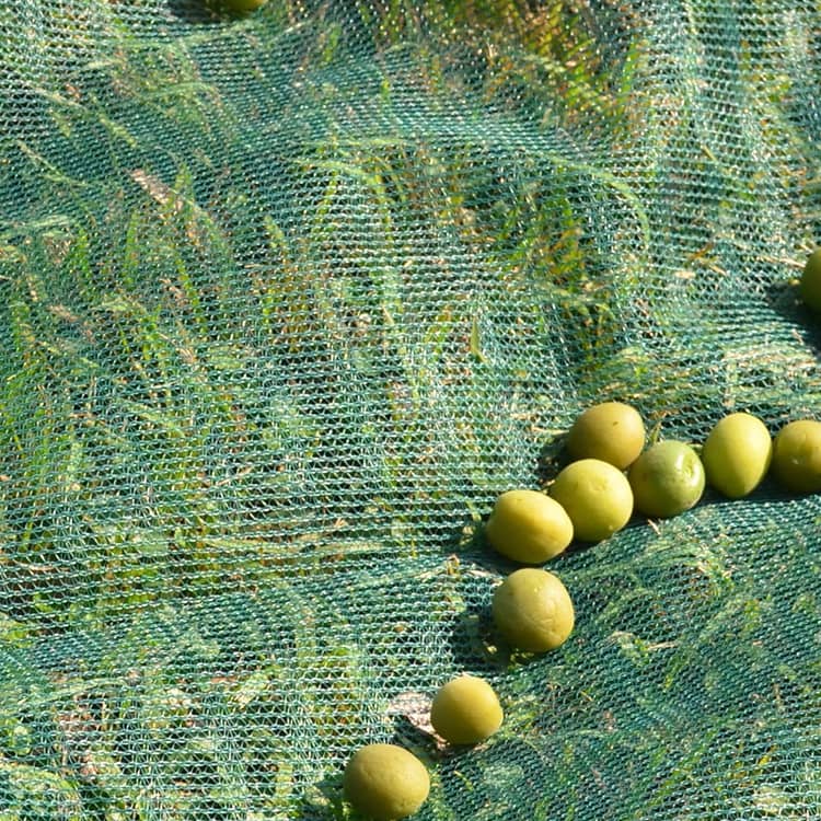  شباك جني الزيتون الإسبانية    