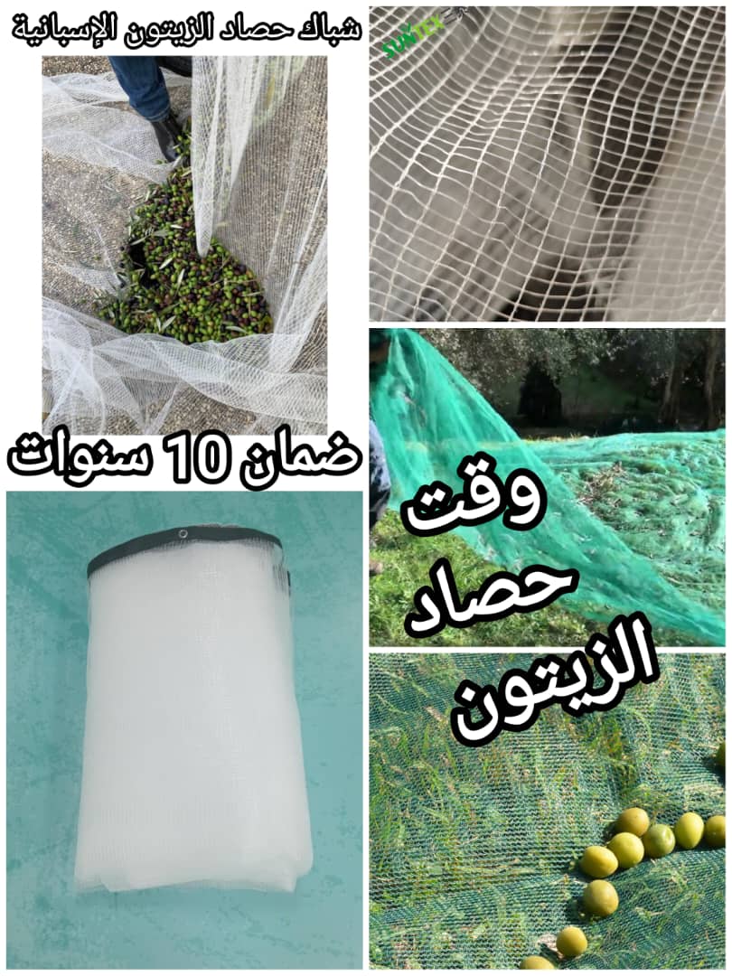  شباك جني الزيتون الإسبانية     image