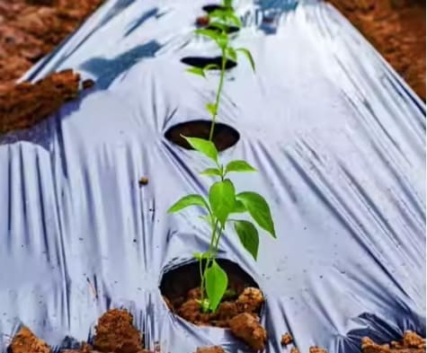 غطاء ضد الأعشاب الضارة  مناسب للنباتات الموسمية 