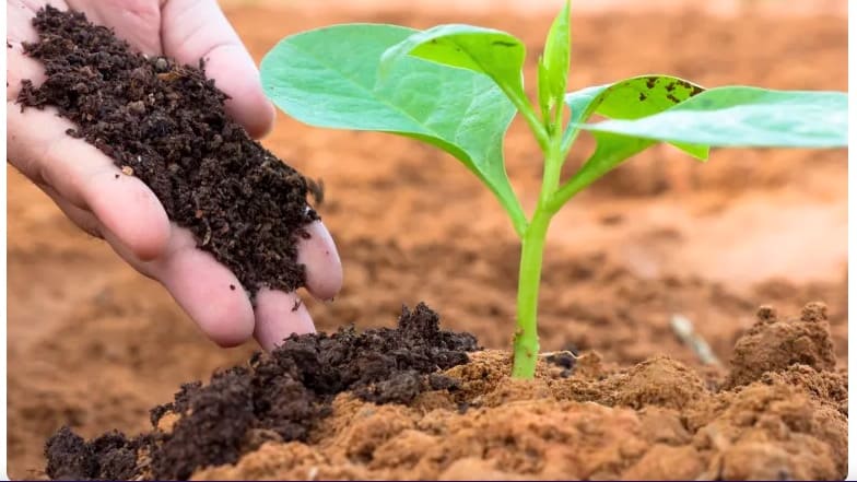 Vermicompost مخصب عضوي للتربة 