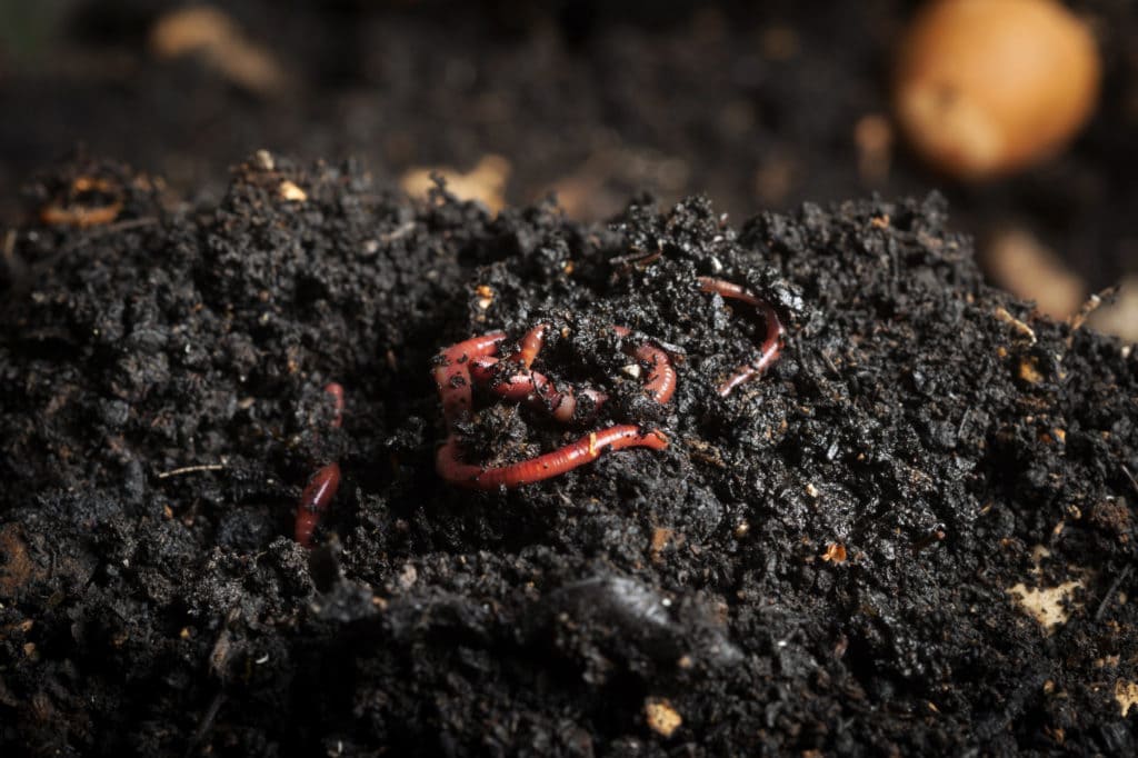 Vermicompost مخصب عضوي للتربة 