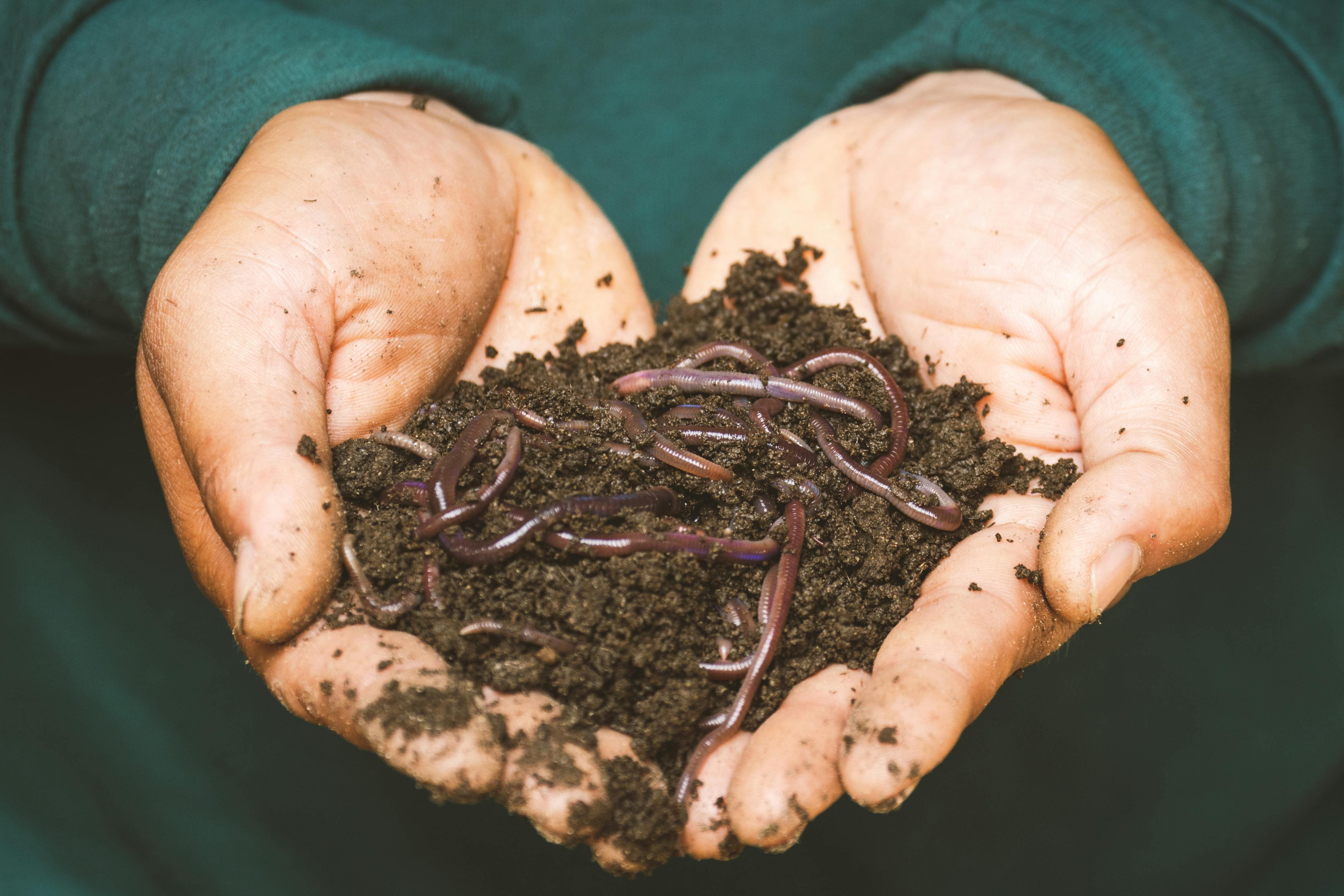 Vermicompost مخصب عضوي للتربة 